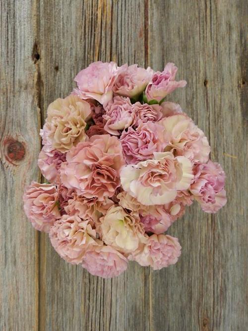 MOCCA SWEET BI-COLOR CREAM/PINK MINI CARNATIONS